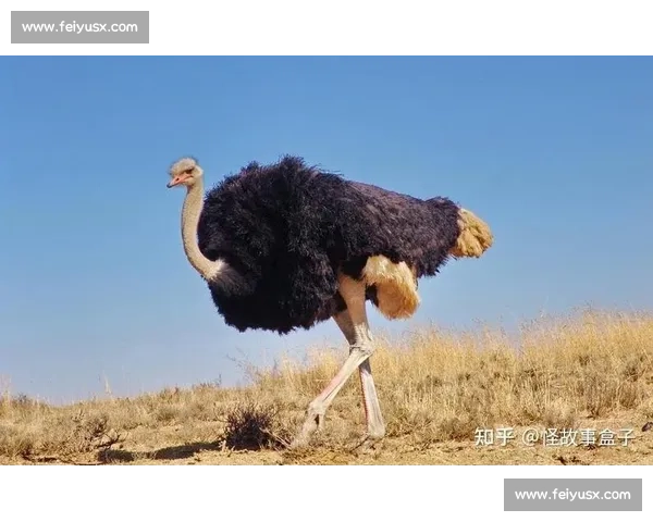 沙漠狂奔与勇气较量的骑鸵鸟竞技盛会掀起全民热潮新时代体育文化风景线